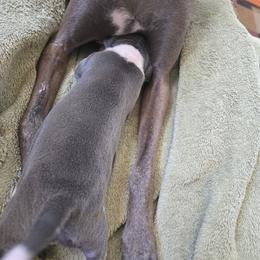 Italian Greyhound Puppies from Fisher Link