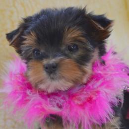 Shiba Inu and Yorkshire Terrier Puppies from Royal Kennels