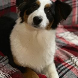 Miniature American Shepherd and Miniature Australian Shepherd Puppies from Shannon Pleines