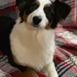 Miniature American Shepherd and Miniature Australian Shepherd Puppies from Shannon Pleines