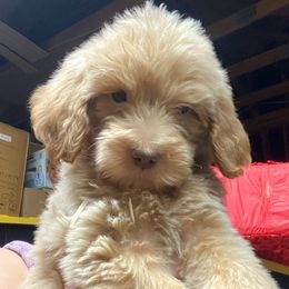 Boy 2 - Apricot male Assorted Doodle Crosses puppy in San Jacinto, California from Goldens and Doodles
