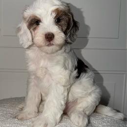 Faith - Tri Parti Blue Merle - Merle female Australian Labradoodle puppy in Beecher, Illinois from Erica’s Doodles