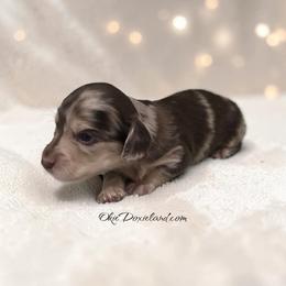 Warren - Chocolate and cream male Dachshund puppy in Oklahoma City, Oklahoma from OkieDoxieland Dachshunds
