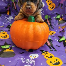 Dachshund and Pembroke Welsh Corgi Puppies from TS Dachshunds and Corgis