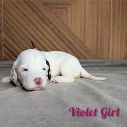 Violet Girl - Tri-color female Bernedoodle puppy in Modesto, California from Two Doods Doodles
