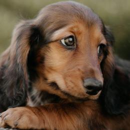 Dachshund Puppies from EntityDachs