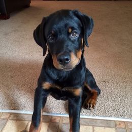 Rottweiler Puppies from Forte Bello Rottweilers