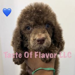 Chucky (Green Collar) - Phantom male Poodle puppy in Eastpointe, Michigan from Taste Of Flavor LLC