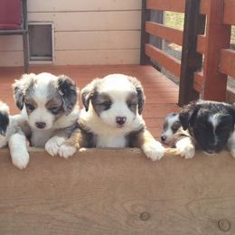 Dachshunds and Miniature Australian Shepherds from Maverick Kennels