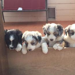 Dachshunds and Miniature Australian Shepherds from Maverick Kennels