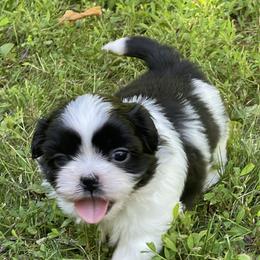 Shih Tzu Puppies from Dempsey’s Darlings