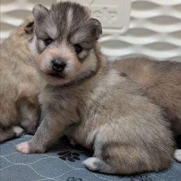 Enzo Blue eyes - Wolf sable male Pomsky puppy in Hurleyville, New York from My Crazy Pomskys