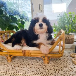 Girl 3 - Tri-color female Bernedoodle puppy in North Royalton, Ohio from Johnson's Doodles