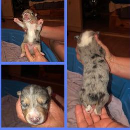 Companion Crosses, Miniature Australian Shepherds, and Pembroke Welsh Corgis from Hilltop Corgi Train