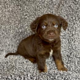 Cornbread - Red tri male Miniature Australian Shepherd puppy in Michie, Tennessee from Acton Aussies