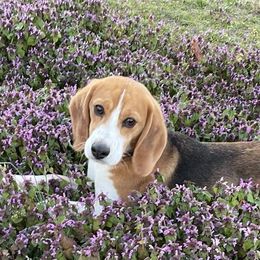 Beagles from Lil Kountry Pocket Beagles