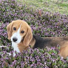 Beagles from Lil Kountry Pocket Beagles
