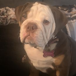 Bulldogs from Moab bulldogs