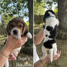 Sugar's Blue - Black red and white male Beagle puppy in Brownsville, Oregon from Beagles on the Run