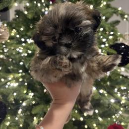 Prince Truffles - Black gold and white male Shih Tzu puppy in Kent, Washington from Exclusively Shih Tzu's LLC