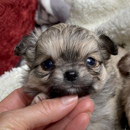Chihuahua Puppies from ChiWowTown Chihuahuas