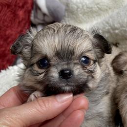 Chihuahua Puppies from ChiWowTown Chihuahuas
