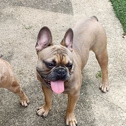 French Bulldog puppies from Top Dawg French Bulldogs