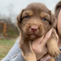 Walker - Red tri-color male Australian Shepherd puppy in Nicholasville, Kentucky from Sugar Creek Aussies
