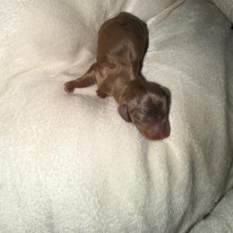 Bella - Dapple female Dachshund puppy in Birchtree, Missouri from Cruzan Dachshunds