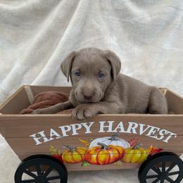 Silver white collar - Silver female Dilute Retriever puppy in Teton County, Montana from East Front Labradors & Treasure State Schnauzers
