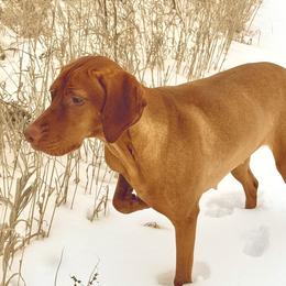 Storm - Vizsla