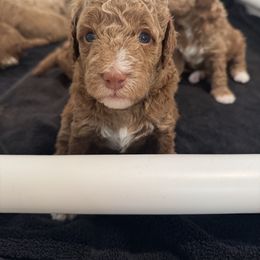 Goldendoodle Puppies from Heather's Goldendoodles