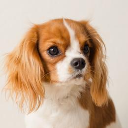 Violet Rose - Blenheim female Cavalier King Charles Spaniel puppy in New River, Arizona from Catella Cavaliers and Cavapoos
