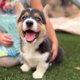 Female tricolor - White and black female Pembroke Welsh Corgi puppy in Glendale, Arizona from CorgiholicsAz