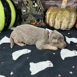 Clove - Isabella female German Shepherd puppy in Watervliet, Michigan from M&M Shepherd Farms