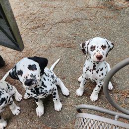 Dalmatian Puppies from Calvary's Dalmatians