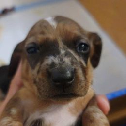 Dachshund Puppies from Three Ween Crew