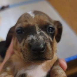 Dachshund Puppies from Three Ween Crew