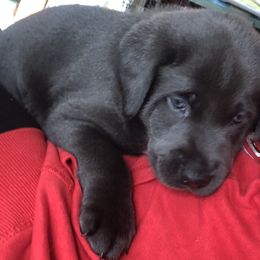 Dilute Retriever and Labrador Retriever Puppies from Winter Creek Labradors