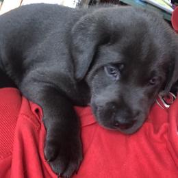 Dilute Retriever and Labrador Retriever Puppies from Winter Creek Labradors