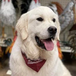 Golden Retrievers from Red Fern Companions