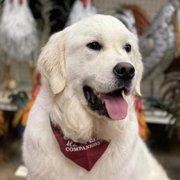 Golden Retrievers from Red Fern Companions