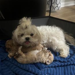 Dolly - Maltese