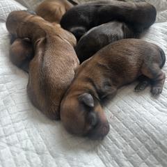 Shorkie Puppies from Evelyn Renee House of Aces