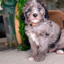 Rusty - Merle male Bernedoodle puppy in West Jordan, Utah from Doodles Friend