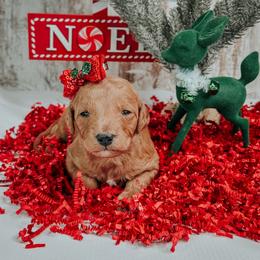Female 1 - Red  female Goldendoodle puppy in Otisville, Michigan from Danie’s Darling Doodles LLC