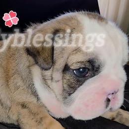 Holly - Red brindle and white female Bulldog puppy in Granville, Iowa from Wrinkly Blessings English Bulldogs