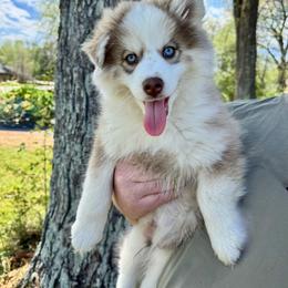 Flurry - Chocolate male Pomsky puppy in Murfreesboro, Tennessee from Middle Tennessee Pomskies