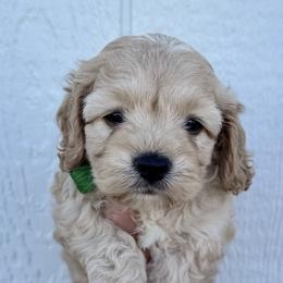 Cavapoo and Cockapoo Puppies from The Barkery