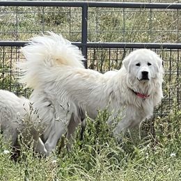 Anna - Great Pyrenees